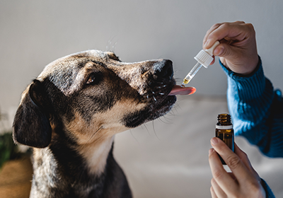 Pet Medication: Our Top Tips for Getting Your Pet to Take Their Medicine