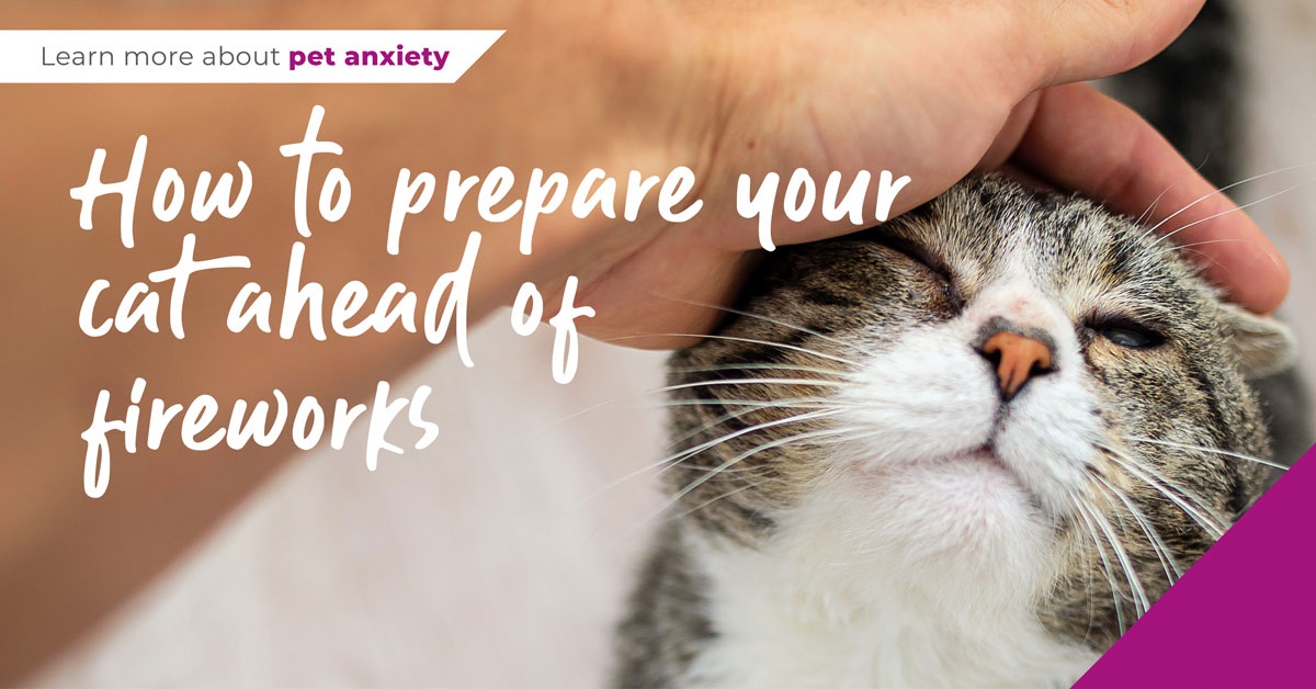 How to prepare your cat ahead of fireworks in Chatham