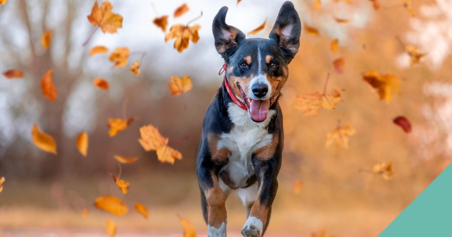 Preparing your pet for a change in season in Rochester