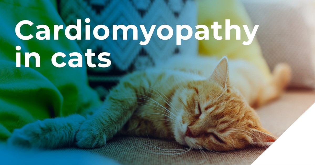 Cardiomyopathy in cats in Kent
