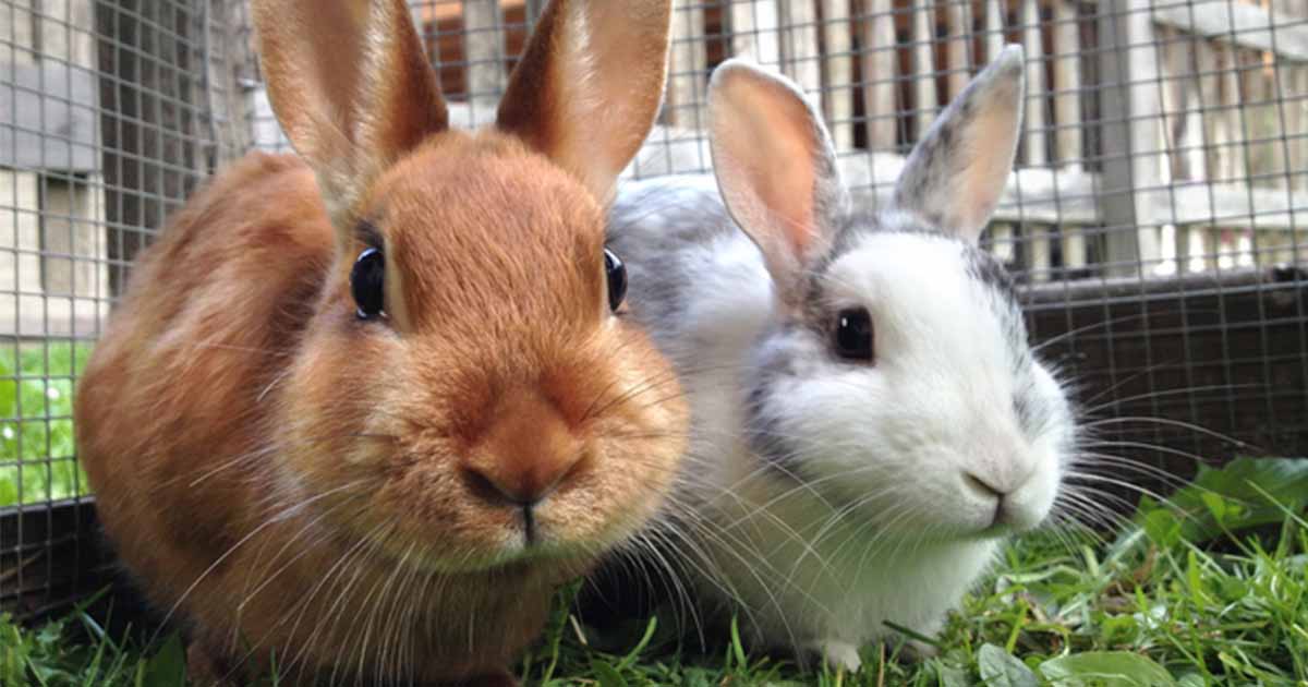 rabbit dental care Warren House Vets in Medway and Chatham