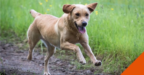 How to help your itchy dog in Kent