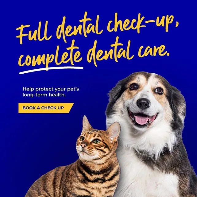 Vets in Rochester | Vets in Chatham |Vets in Kent | Warren House Vets