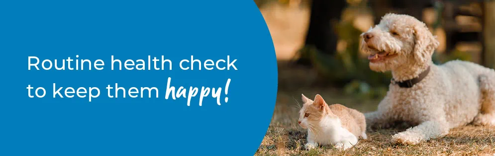 Pet Health Check in Kent | Preventative Vet Care