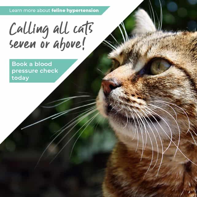 Vets in Rochester Vets in Chatham Vets in Kent Warren House Vets