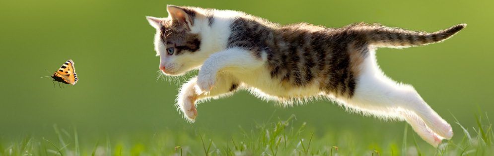 Cat microchipping legislation is now confirmed 