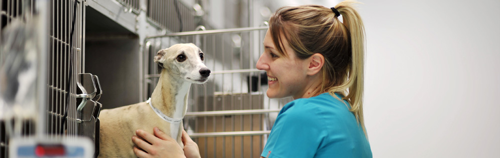 Orthopaedic procedures offered by Warren House Vets in Kent