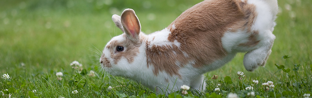 Pet Health Plan for Rabbits