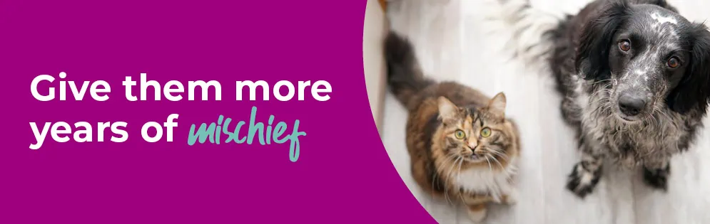 Senior Pets