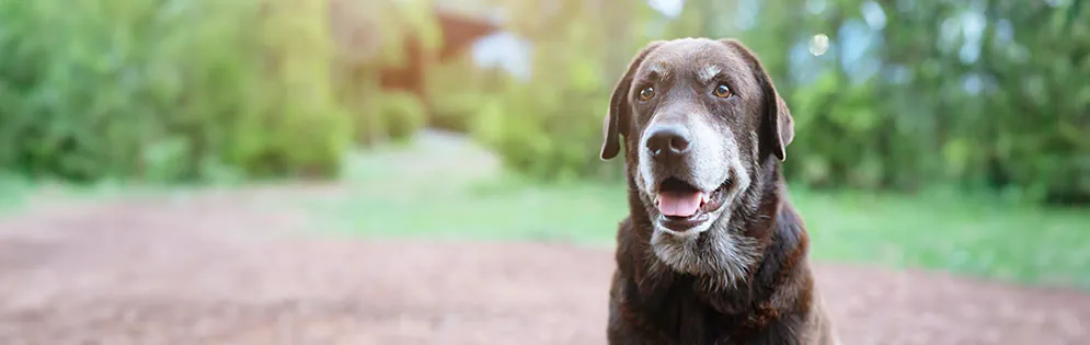 Guinea pig space requirements