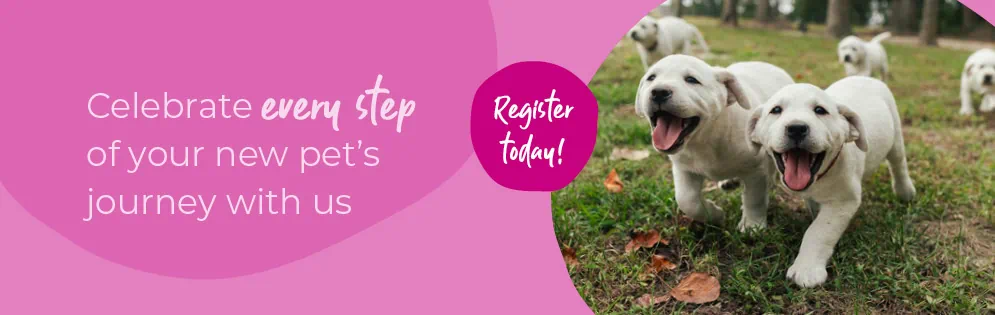 Start of Life for Your Puppy or Kitten