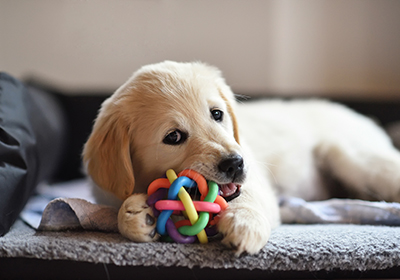 7 Behaviours to Look Out for in a New Puppy