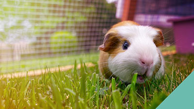 Guinea pig space requirements
