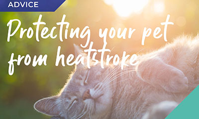 Protect your pet from the sun