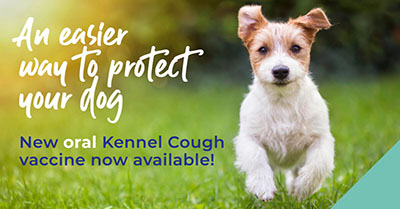 Protect your dog against Kennel Cough in Medway